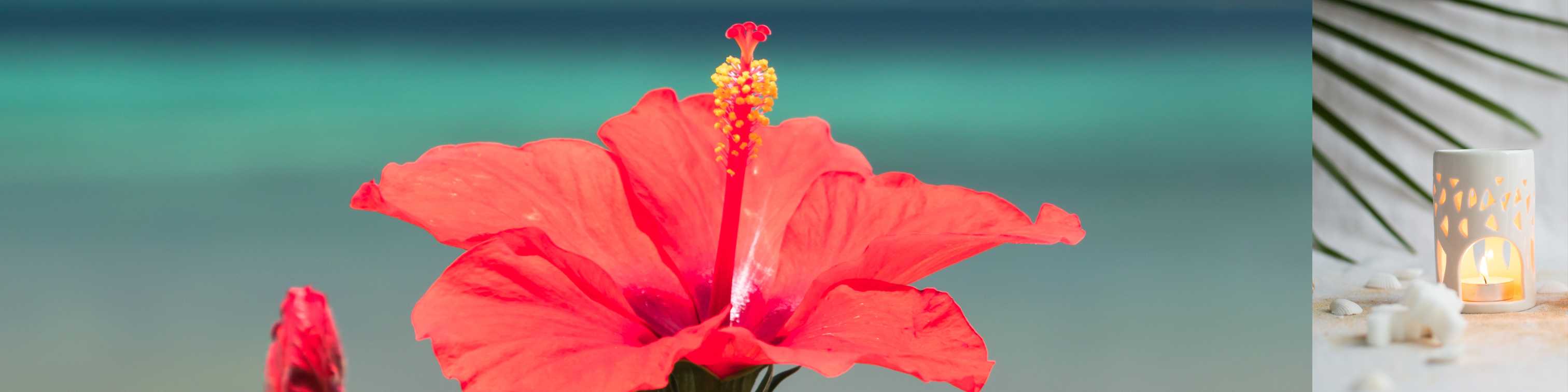 Fondant parfumé Hibiscus de Tahiti